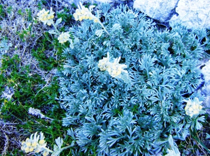 Artemisia umbelliformis ssp. eriantha / Genep appenninico